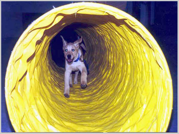 Puppy running through tube